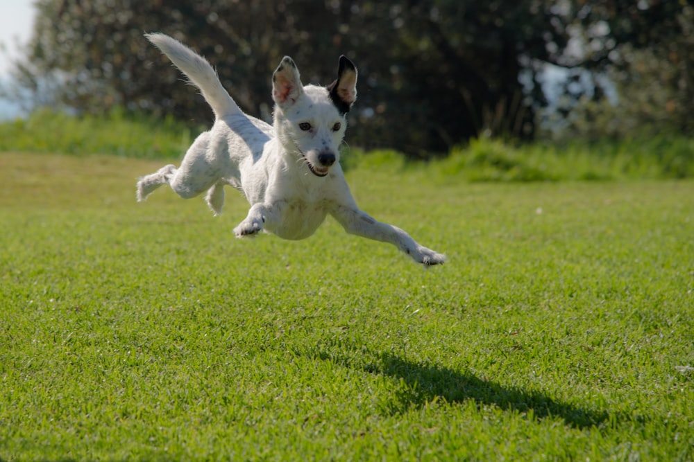 昼間、芝生の上を飛び跳ねる犬