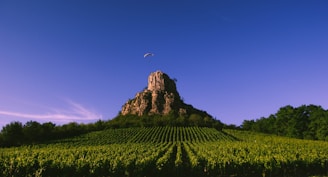 View from the paraglider showing the winding trails and vineyards of Mendoza below.
