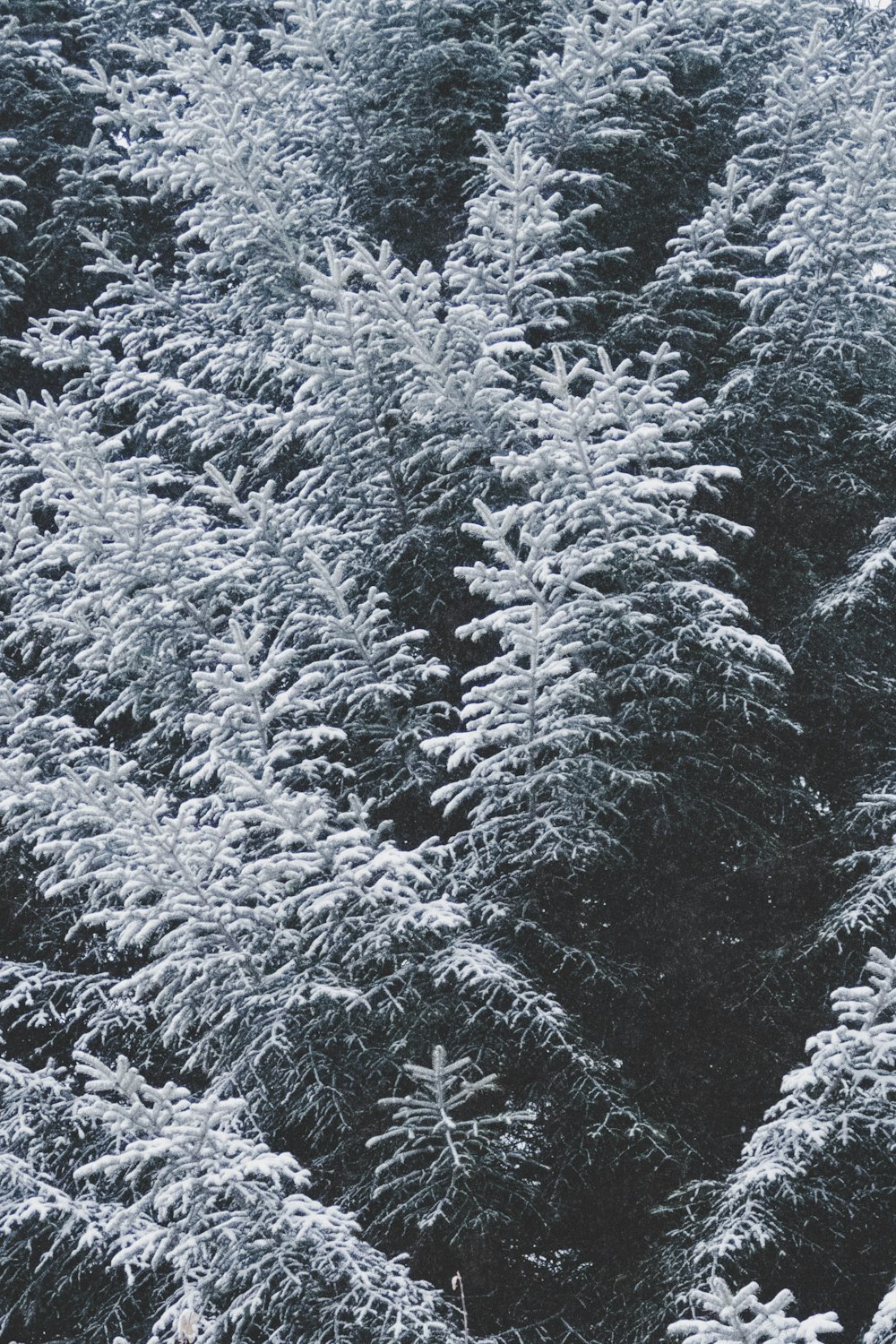 aerial photography of white trees