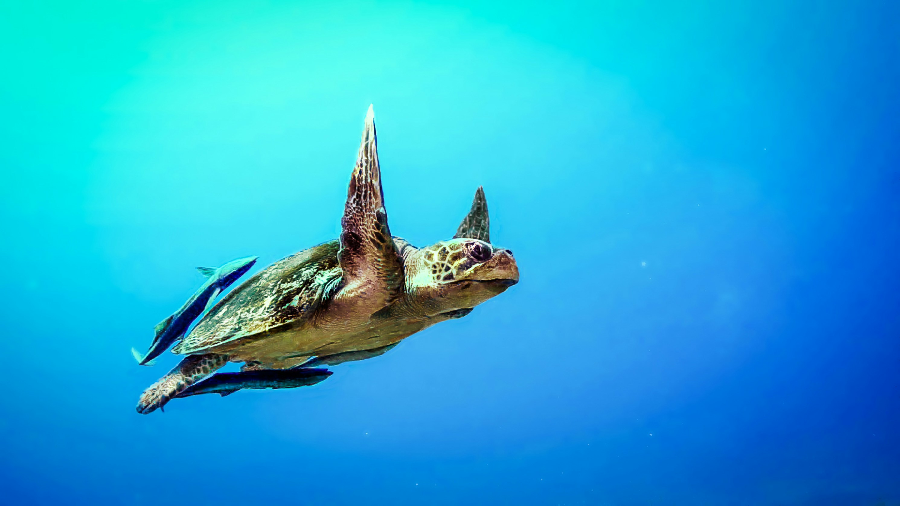 green turtle