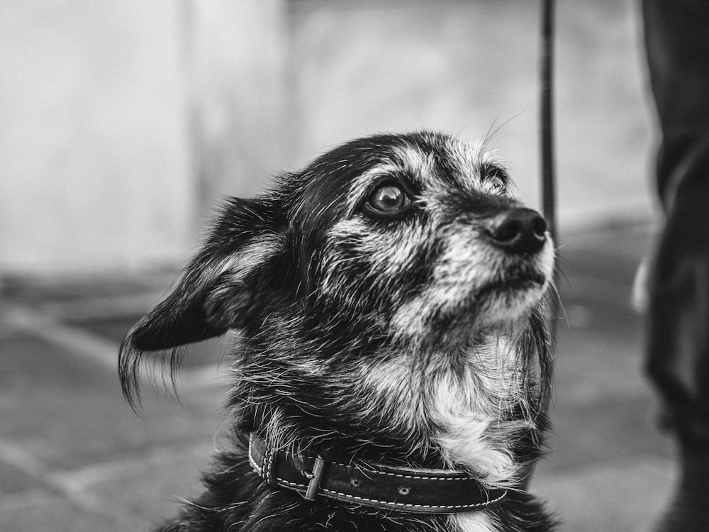 Foto en escala de grises de perro con collar