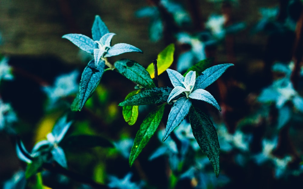 green leafed plant