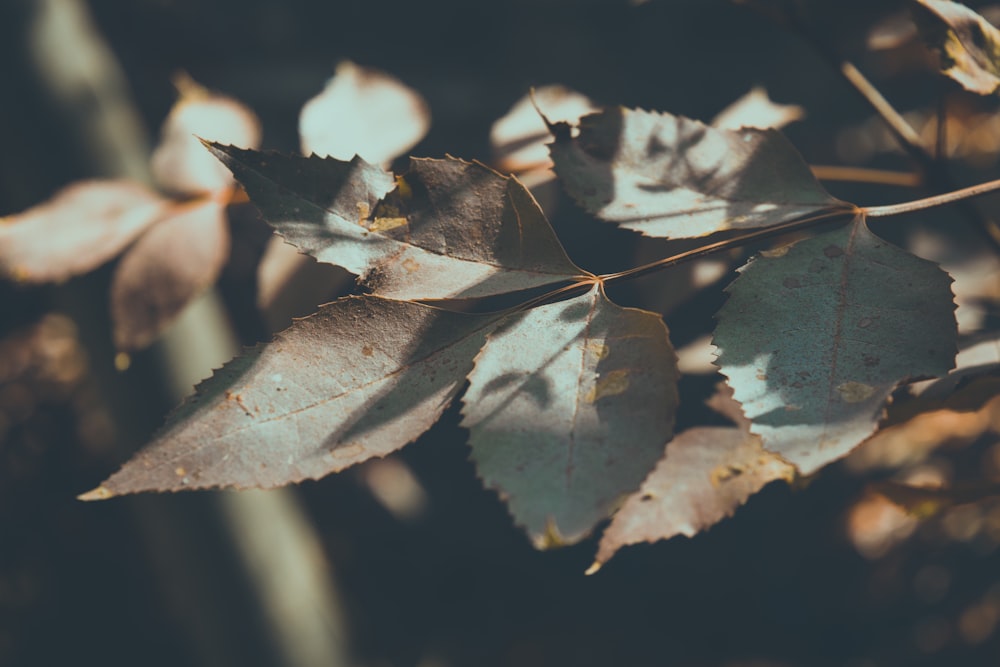 green leaves close-up photography