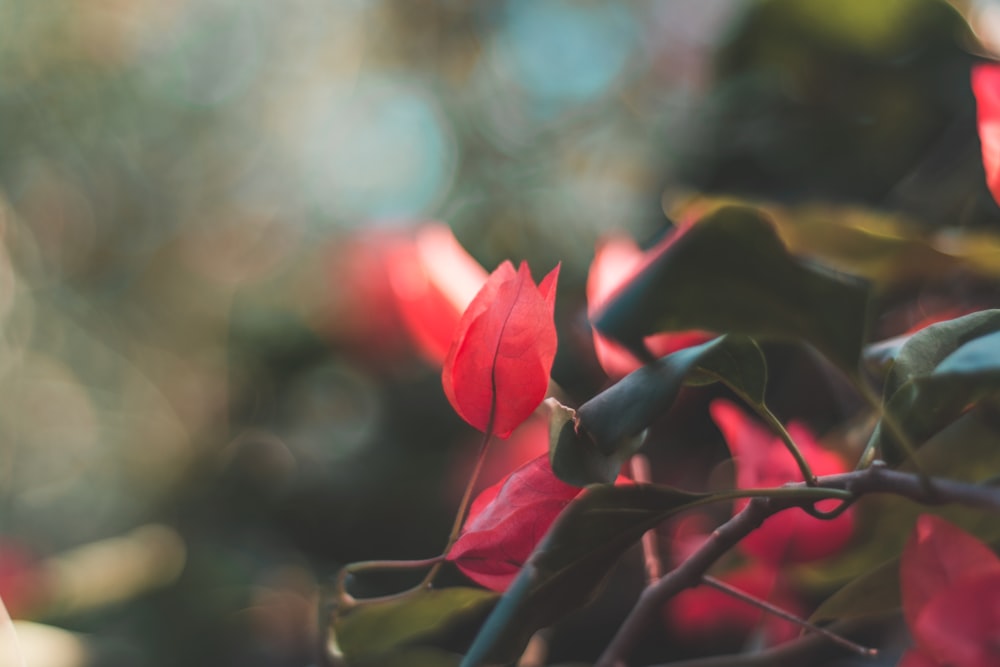 red roses blooming