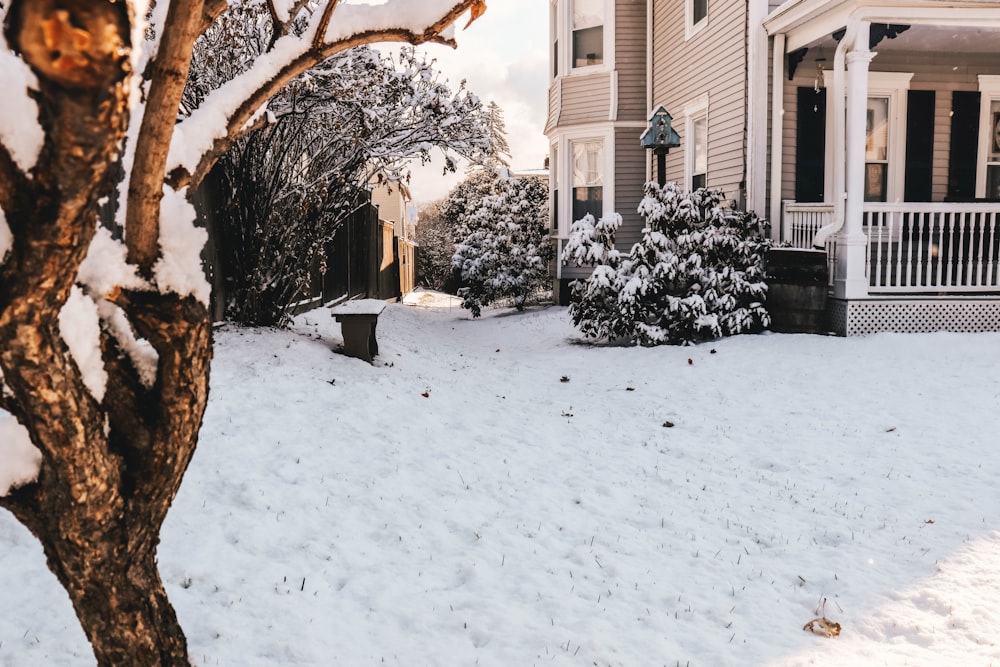 snowy tree