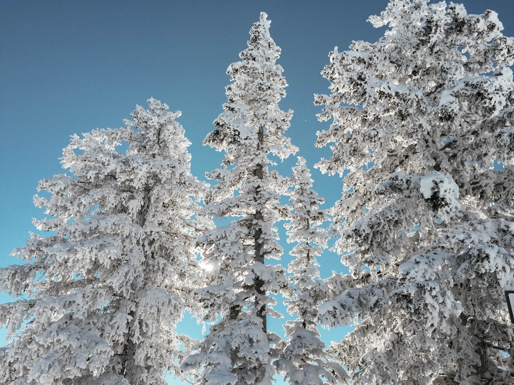 pine trees cover with snow