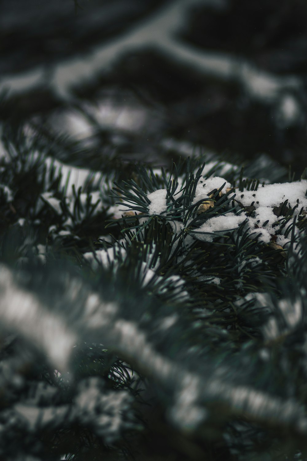 close-up photo of green grasses