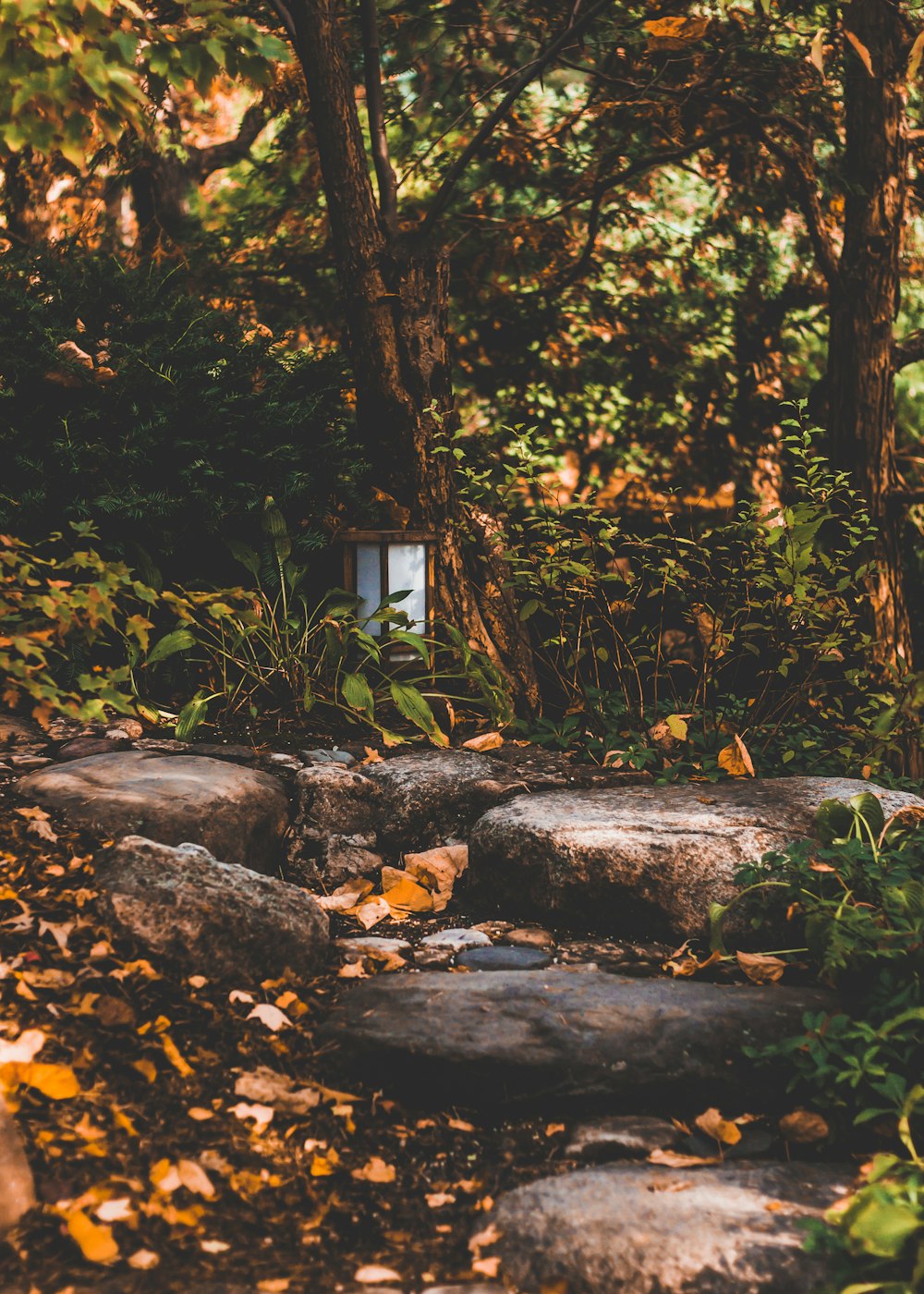 scenery of trees