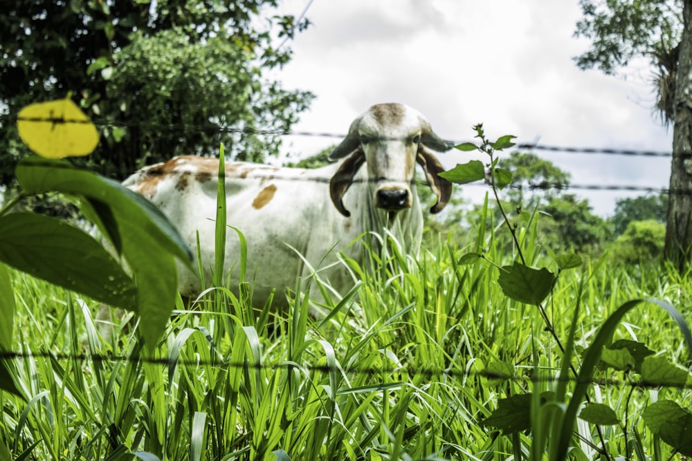 cow on green grass field