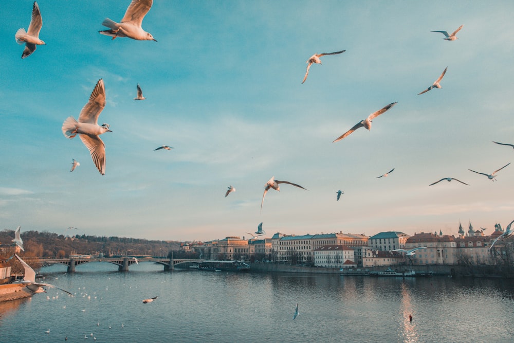 gull flying above body of water