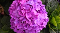 A vibrant cluster of purple hydrangea flowers adorned with droplets of water. The flowers exhibit a variety of purple shades, from light to dark, with delicate petals. Surrounding the blooms are rich green leaves providing a contrasting background.
