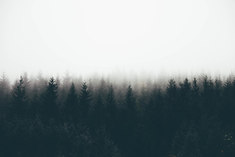 霧に覆われた木々のシルエット