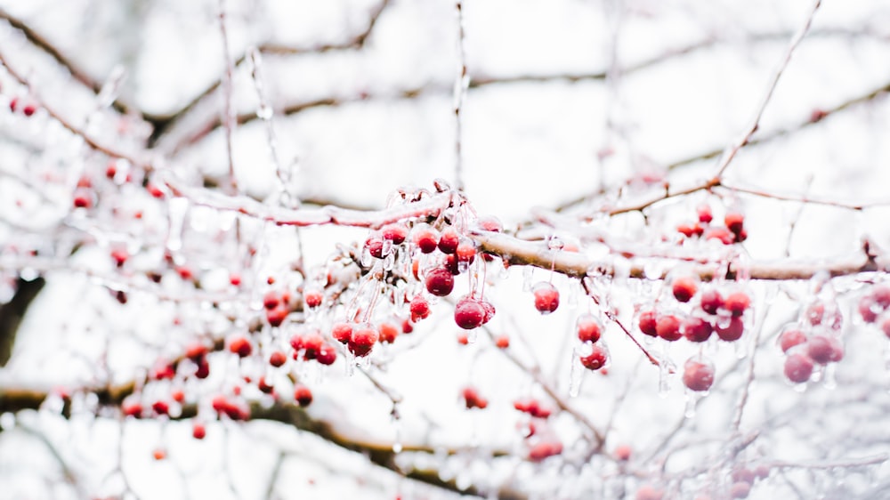 Frutos rojos redondos sobre árbol desnudo