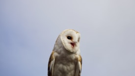 A barn owl with a distinctive heart-shaped face, sitting against a plain, light gray background. Its feathers are white with speckled brown edges, and the owl's eyes are dark and round, giving it a serene and wise appearance.