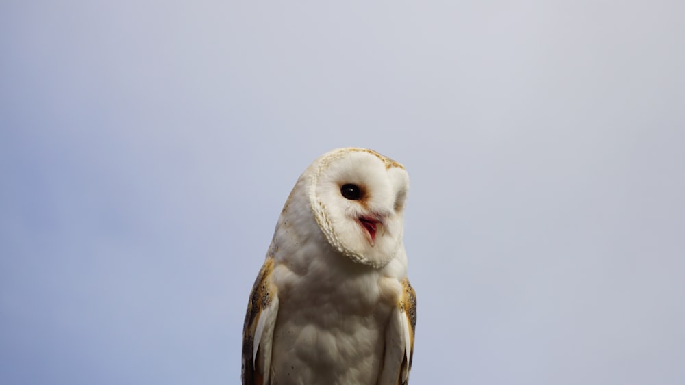 white and brown owl