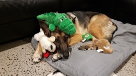 A German Shepherd dog is lying on a gray cushion with several plush toys, including a green crocodile and a white sheep. The dog appears relaxed and comfortable, surrounded by the toys.