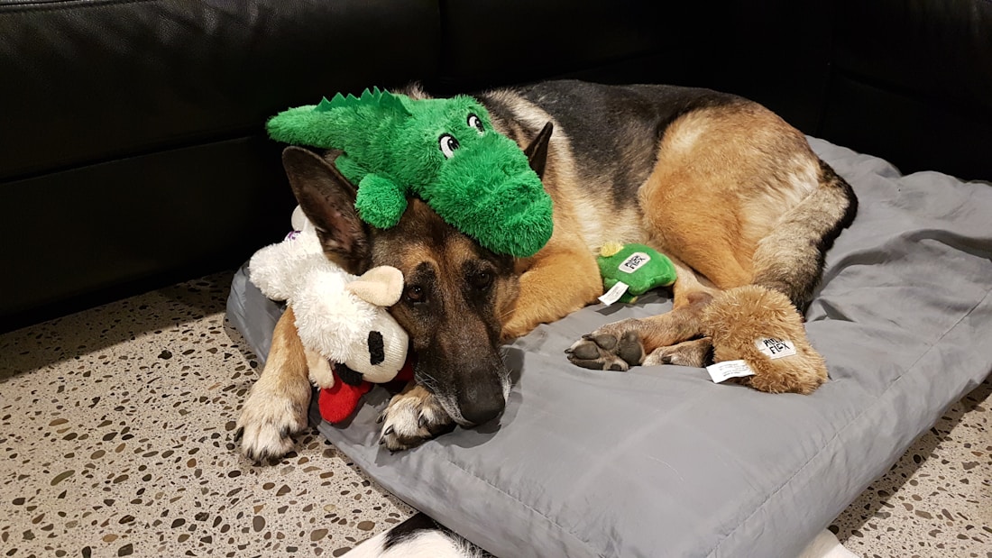 A German Shepherd dog is lying on a gray cushion with several plush toys, including a green crocodile and a white sheep. The dog appears relaxed and comfortable, surrounded by the toys.
