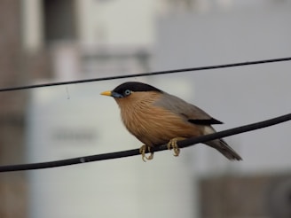 A small bird with a black head, blue-gray body, and a distinctive yellow beak perches on a black wire. The background is blurred, suggesting an urban setting, with muted colors and soft focus.