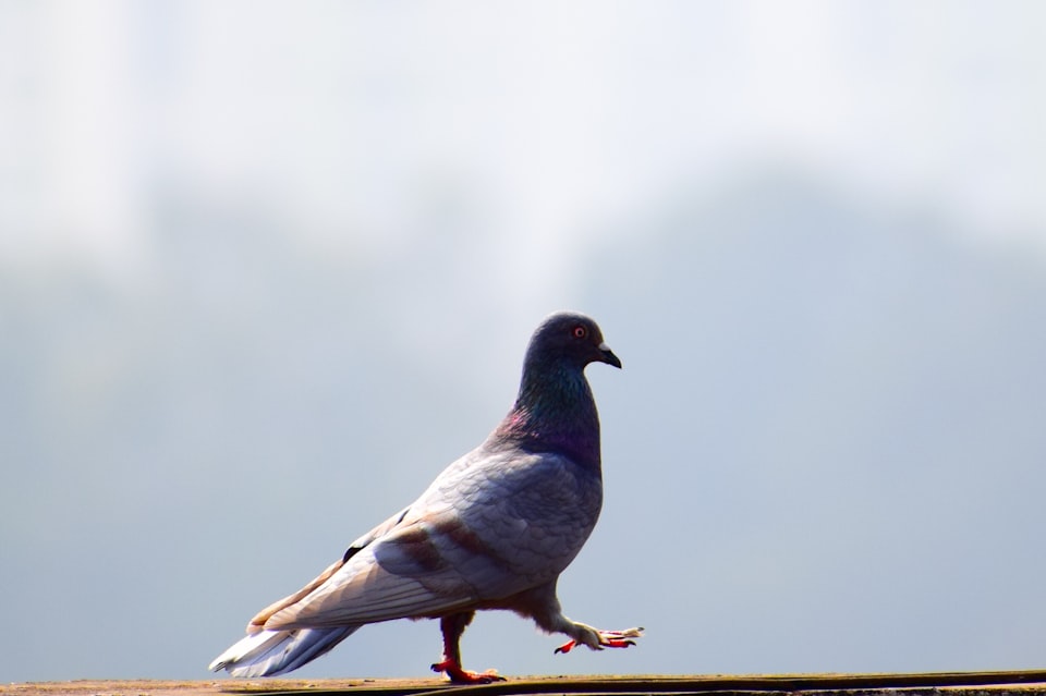 V: Pigeon