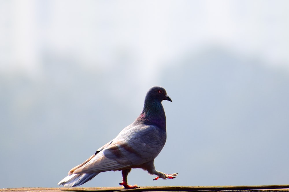 gray and black pigeon on brown surface