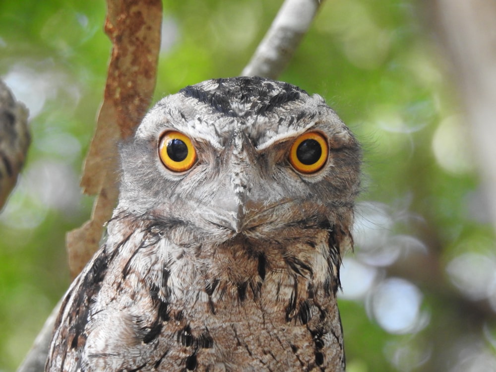 フクロウのセレクティブフォーカス撮影