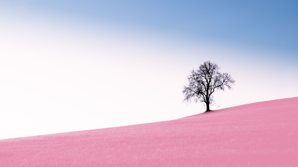 tree on desert