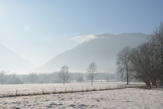 A serene winter field blanketed in soft snow under a pale morning sky.