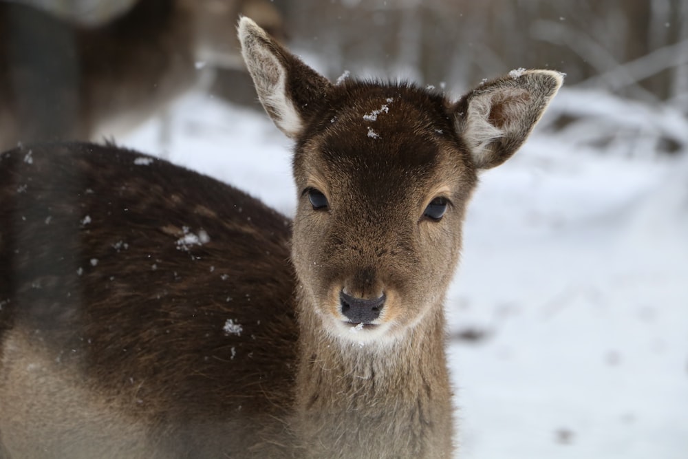 gray deer