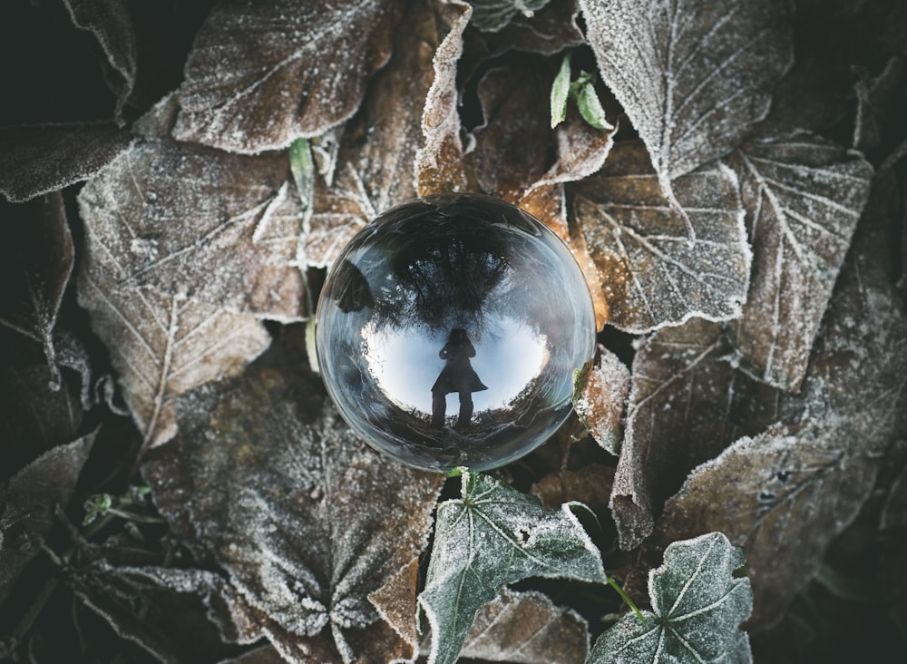 boule de cristal transparente sur les feuilles