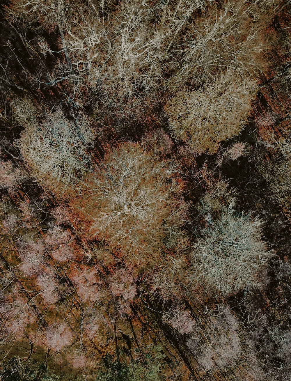 an aerial view of a forest with lots of trees