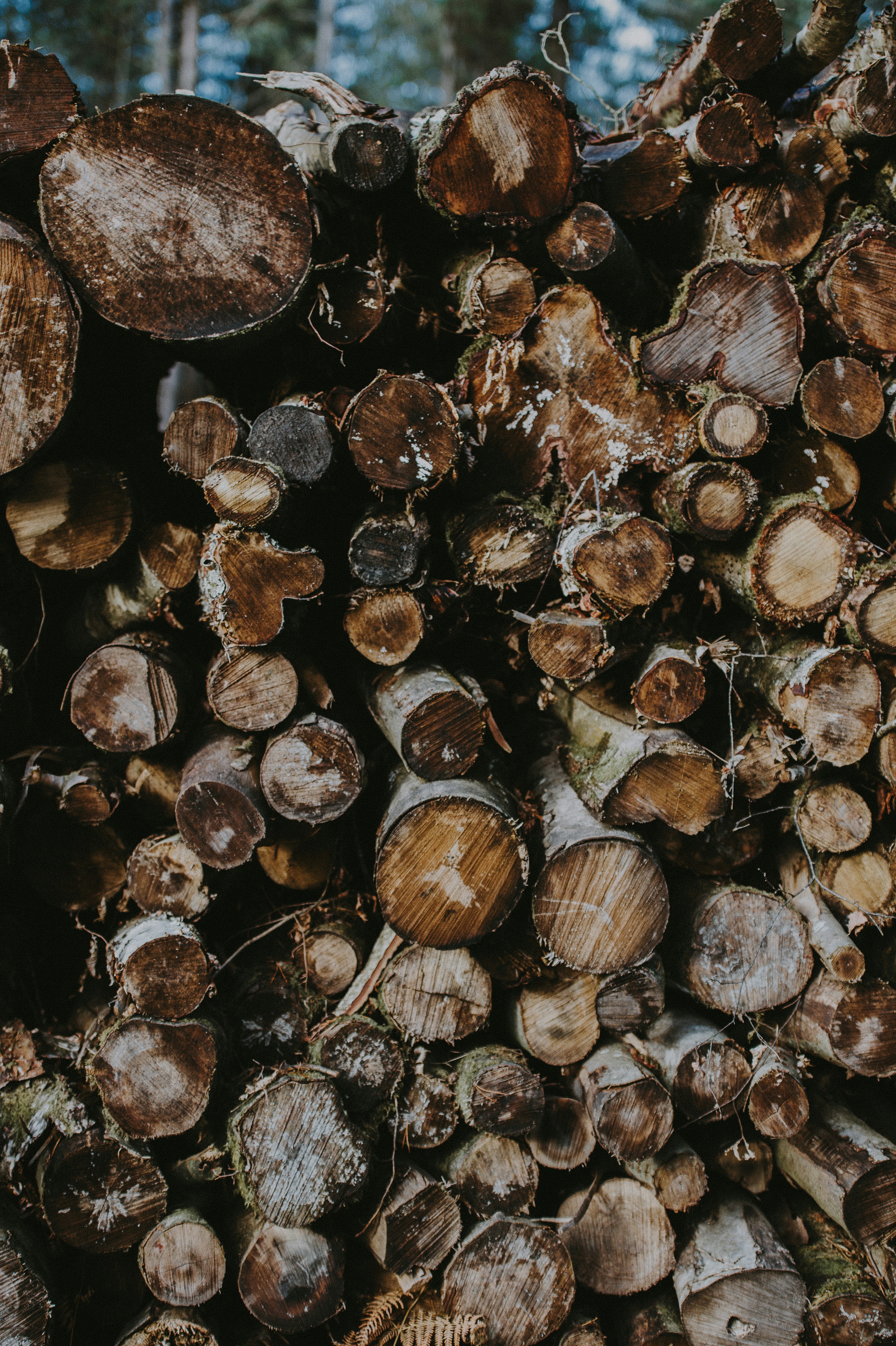 Photo by anniespratt