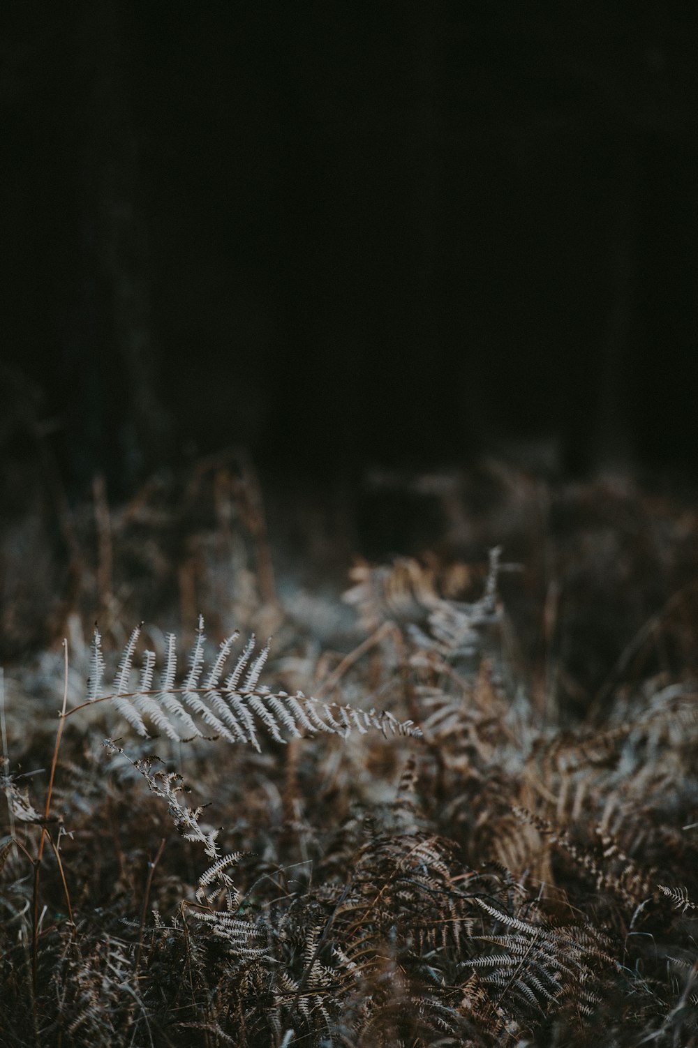 dried leaves