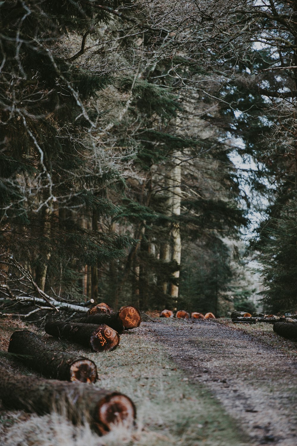 bare tree near brown tree log during daytime