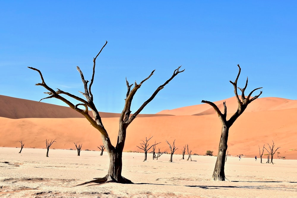 persona que toma una foto de los árboles desnudos