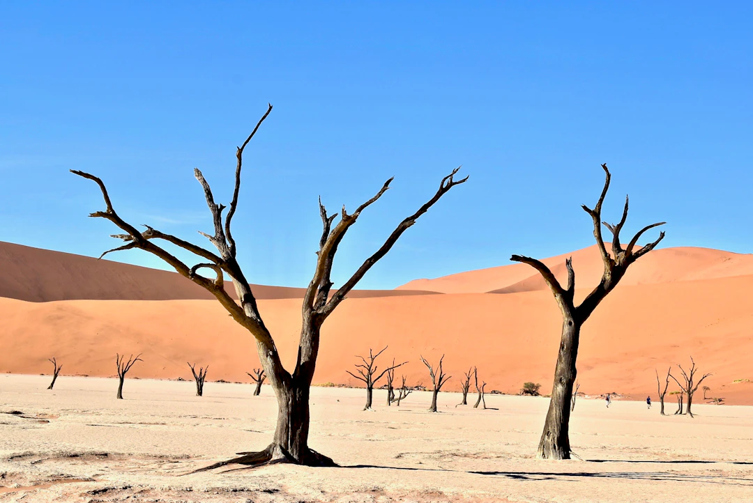 17-Day Namibia Family Itinerary: Safaris & Desert Dunes