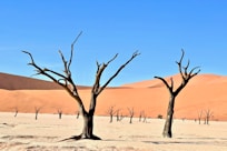 person taking picture of bare trees