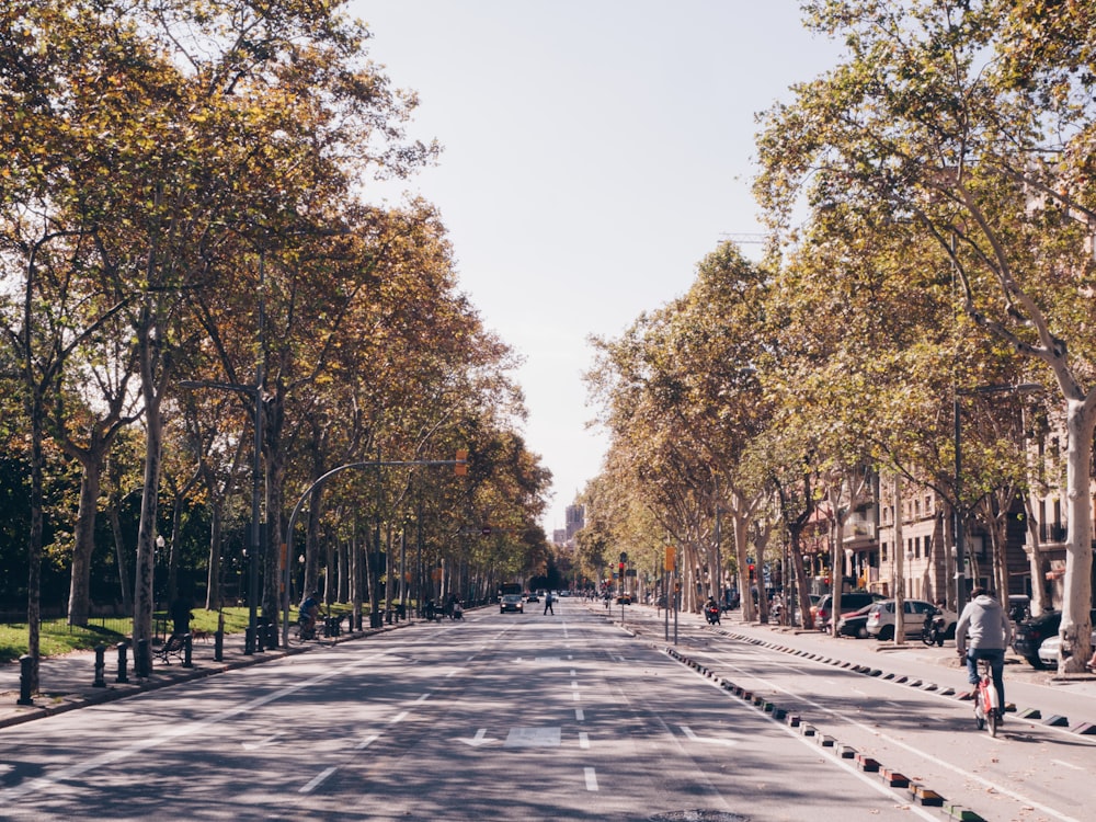 asphalt road between trees