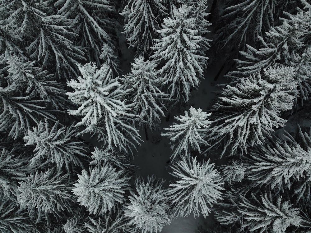 aerial view photography of tree covered by snow during daytime