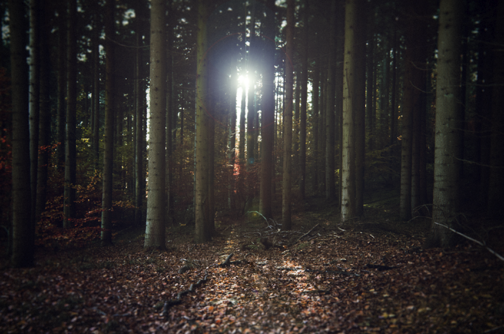 forest under sunrise