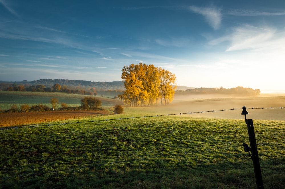 Arbres bruns sous un ciel nuageux