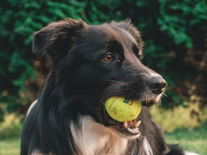 short-coated black dog biting tennis ball