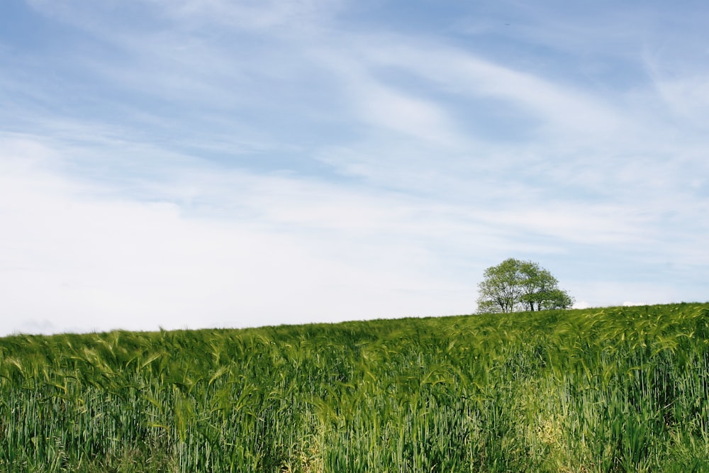 green grass field at daytime