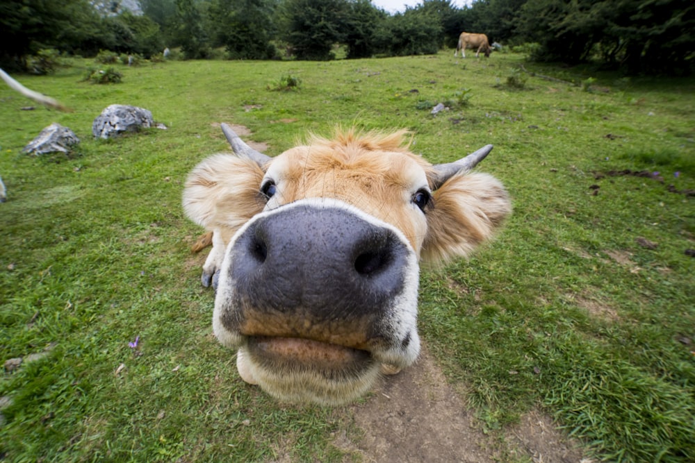 close-up photo of brown animal during daytime