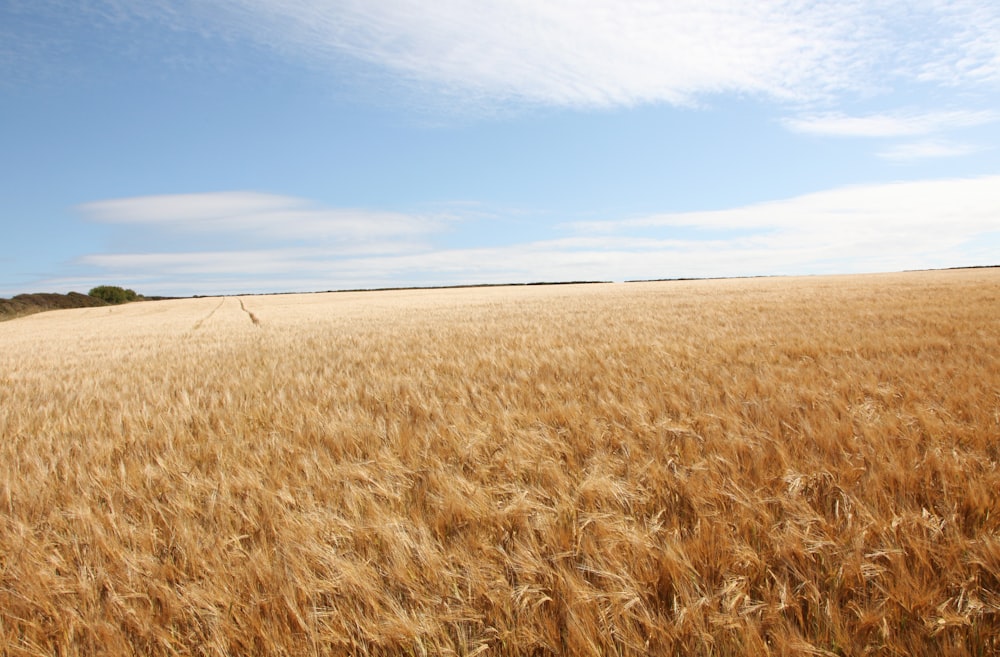 corn field