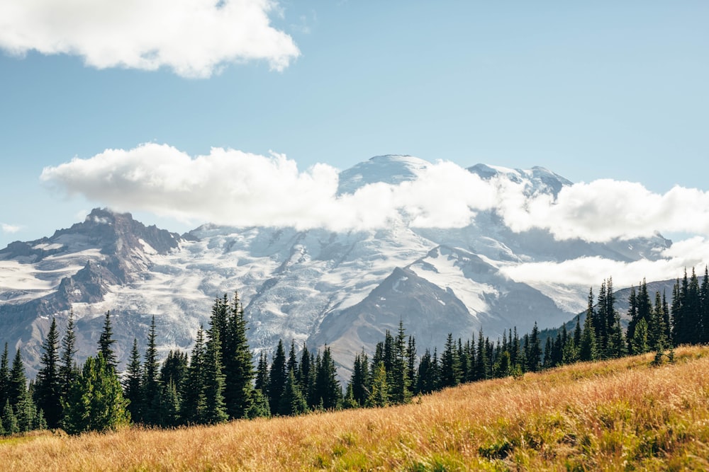 evergreen trees on a snowy mountain slope during daytime