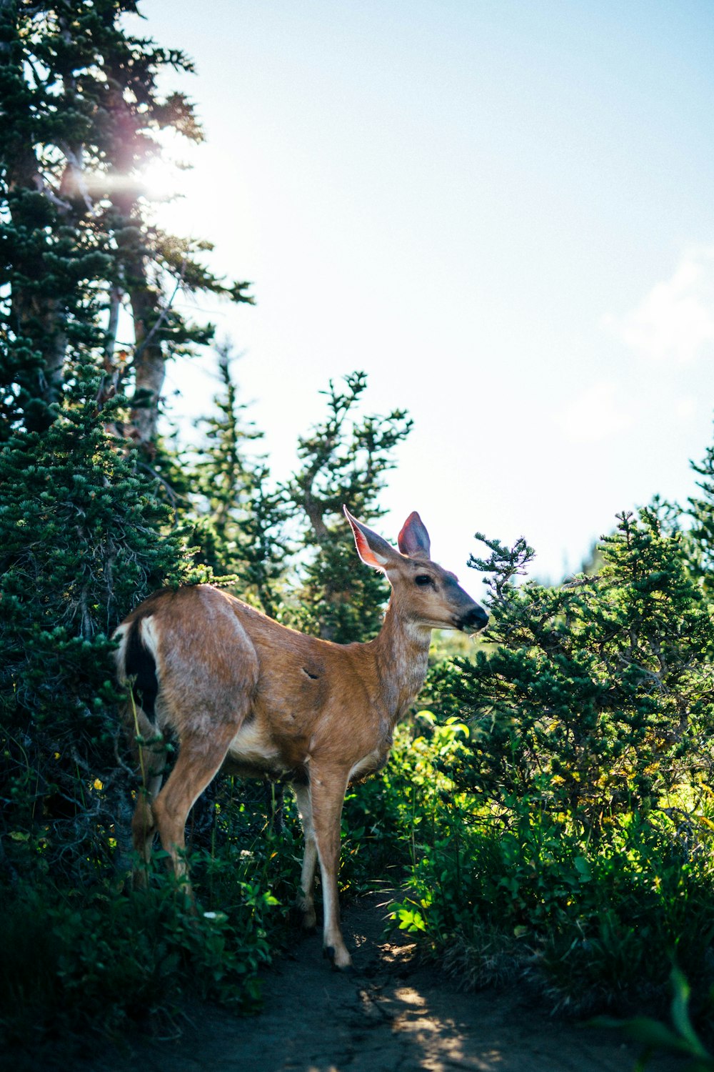 deer in the middle of green bushes