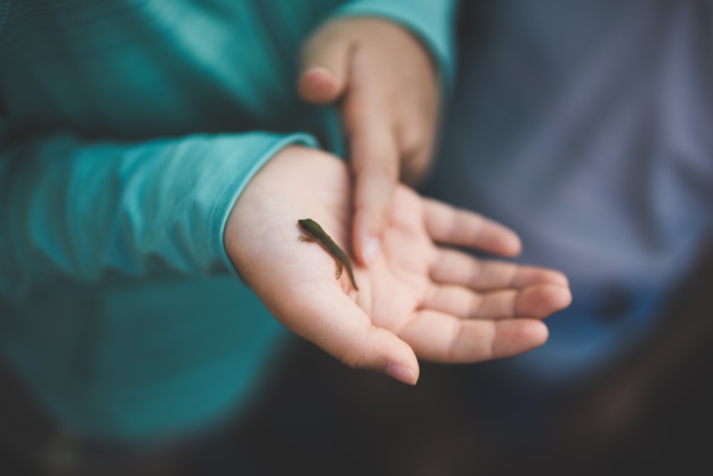 person holding small black lizard