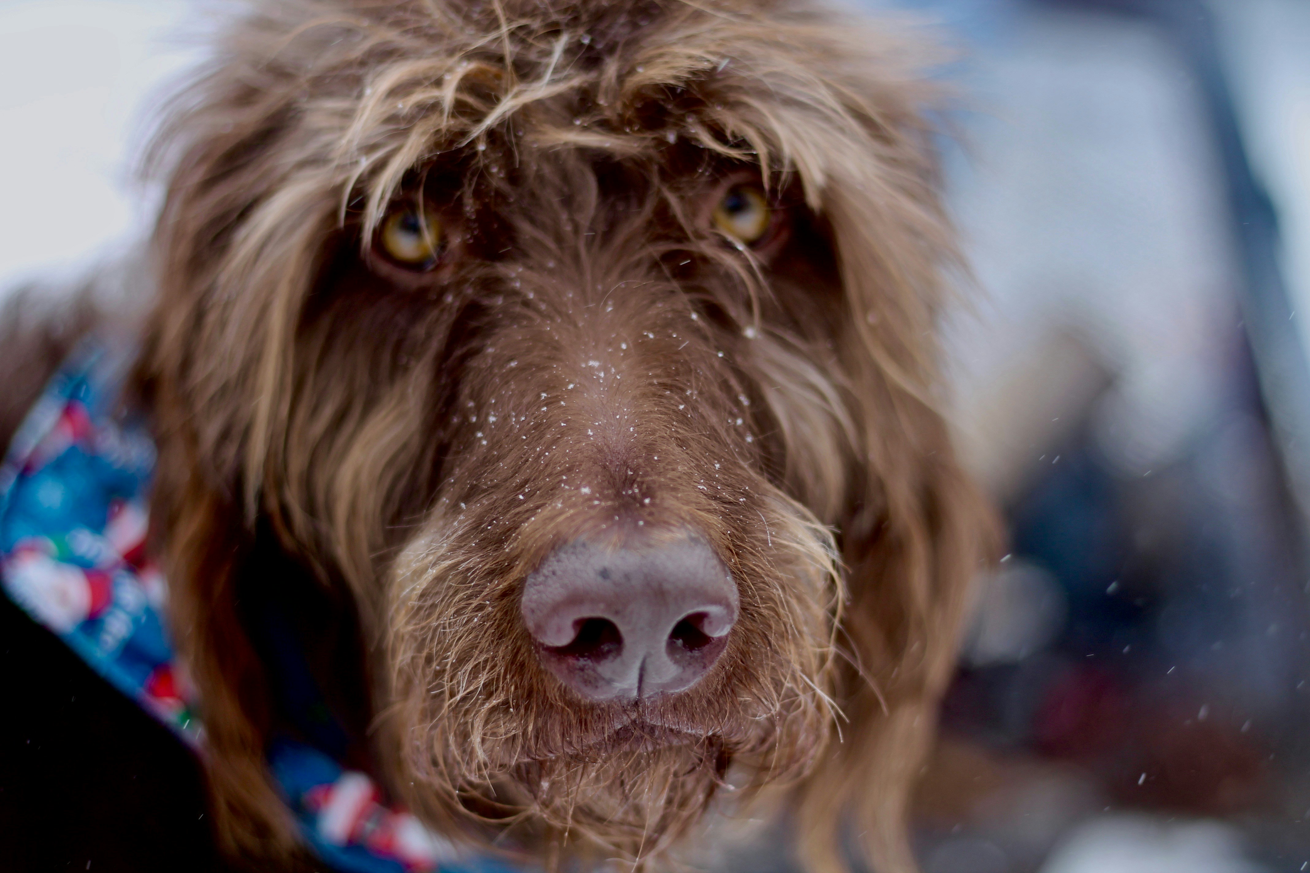 selective photography of short haired brown dog