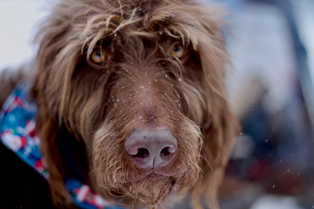 selective photography of short haired brown dog