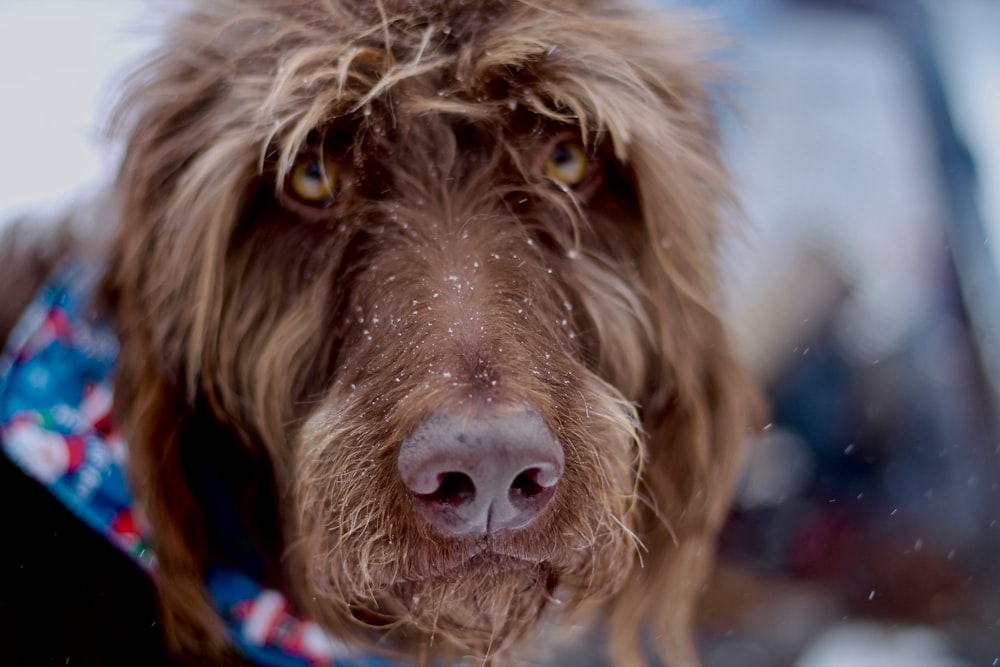 Selektives Fotografieren eines kurzhaarigen braunen Hundes